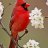 cardinalny