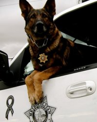 k9-Boy-2012.jpg