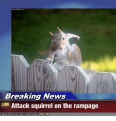 breaking-news-live-attack-squirrel-on-the-rampage-3860246.png