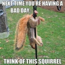 Funny-Squirrel-Meme-Next-Time-You-Are-Having-Bad-Day-Picture.jpg