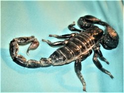 my scorpion.jpg