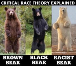 Black-bear-brown-bear-racist-bear-polar-bear-Antifa-BLM-Race-relations-Critical-Race-Theory-CR...jpg