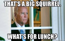 thats-a-big-squirrel-whats-for-lunch.jpg