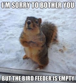 I-Am-Sorry-To-Bother-You-But-The-Bird-Feeder-Is-Empty-Funny-Animal-Meme-Image.jpg