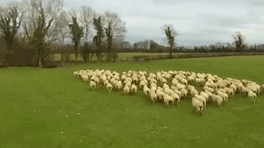 sheepherd.gif