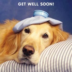 golden-retriever-get-well-soon-card-3005873-0-1359413191000.jpg