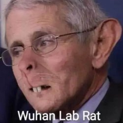 wuhan rat fauchi.jpeg