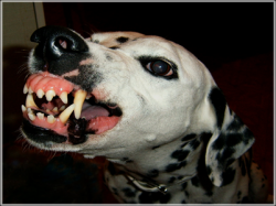 grr____angry_dalmatian_by_centauressa.png