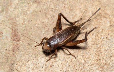 cricket-in-basement.jpg