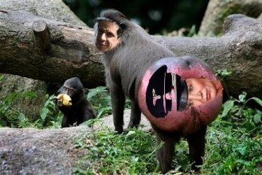 monkey-butt.jpg