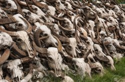 32699014-Pile-of-Buffalo-skulls-Stock-Photo.jpg