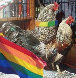 chicken gay1.jpg