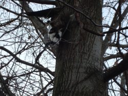 Goose up in a tree.JPG