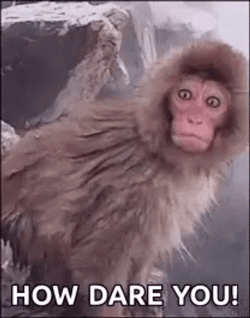 snow-monkey-how-dare-you-meme-dfq2tqphf7t2xua9.gif