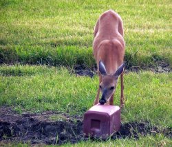 deer-at-salt-lick.jpg