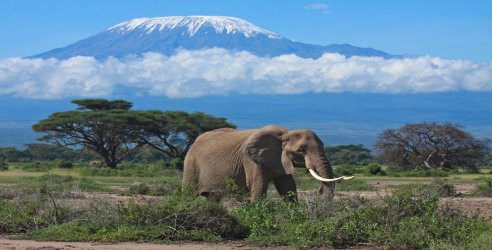 Elephant_with_backdrop_of_Kilimanjaro_in_Amboseli_National_Park_Kenya.jpg