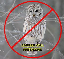 owl-free-zone.jpg