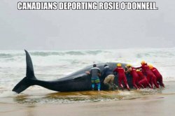 rosie the whale.jpg