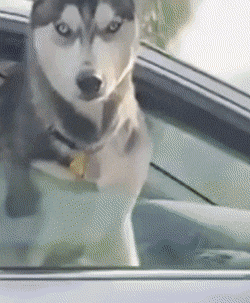 #0 Pissed-Off-Husky.gif