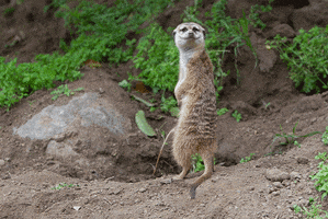 #01 Meerkat Peeing.gif