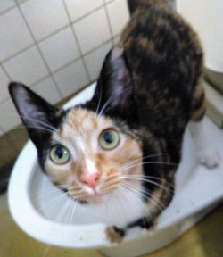 CAT Manxi on the Toilet A01.jpg