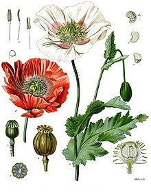 Papaver_somniferum_-_Köhler–s_Medizinal-Pflanzen-102.jpg