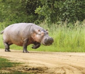 hippo chasing man-crop.jpg