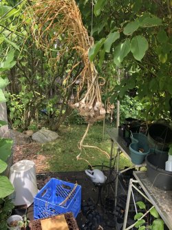IMG_2256.jpeg