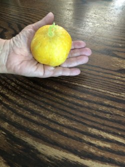 IMG_2250.jpeg