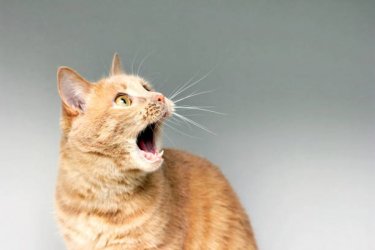 istockphoto-1240888678-612x612.jpg