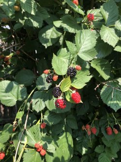 IMG_2378.jpeg