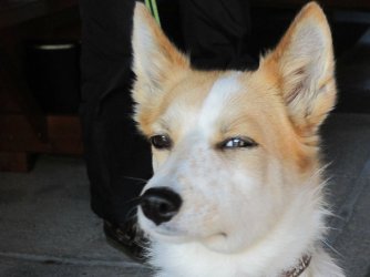 SNERD DOG - LARGE.jpeg