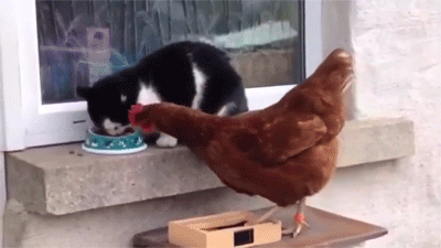 tumblr_oa66y2gAPT1tpje2go1_400.gif