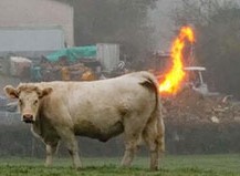 Cow (2).jpg