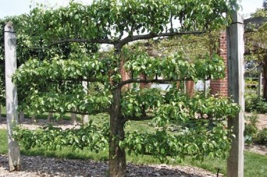 espalier-peach-trees-15-fruit-trees-in-winter-melbourne-pruning-planting-and-care-3659408380.jpg espalier-peach-trees-15-fruit-trees-in-winter-melbourne-pruning-planting-and-care-3659408380.jpg