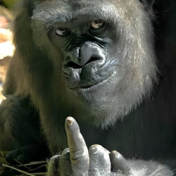 1775775619339.png 1775775619339.png