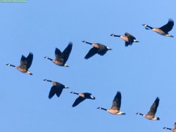 Animals Waterfowl_Wild Formation.jpg