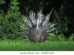 malayan-porcupine-himalayan-large-260nw-644811334.jpg