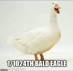 1-1024 bald eagle.jpg