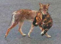 coyote-with-cat-in-its-mouth.jpg