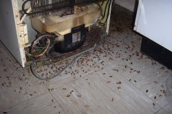 german-roach-infestation.jpeg