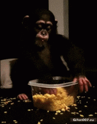 Funny-Video-Monkey-Food-Gif.gif