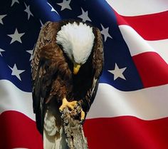 31a9fe52b5b9a26c3d3a9a49aeaa1773--american-pride-american-symbols.jpg