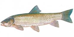 carp_triploid_400x200-1.jpg