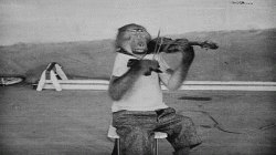 monkey-playing-instrument.gif