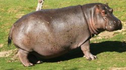4241496-hippopotamus.jpg