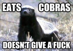 honey badger eats cobras.jpg