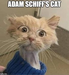 poof schiff cat.jpg