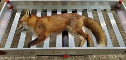 fox carrier.jpg