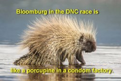 porcupine-facts.jpg